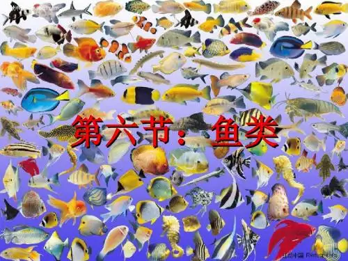 第四章第六节鱼类