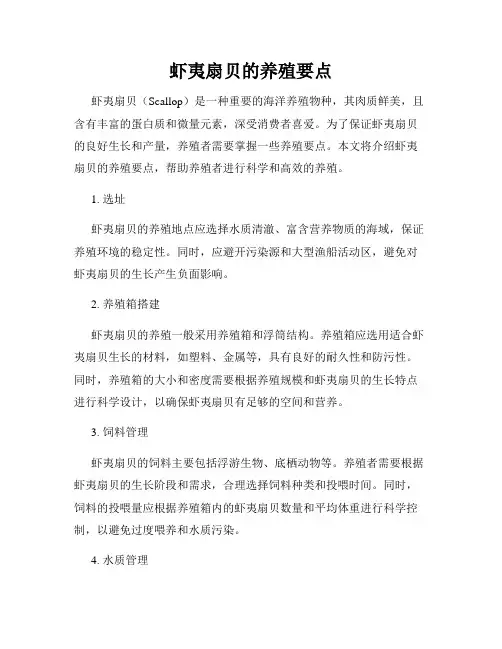 虾夷扇贝的养殖要点