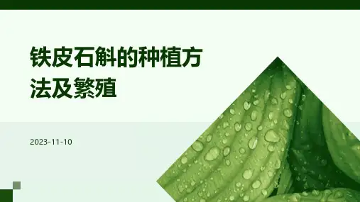 铁皮石斛的种植方法及繁殖