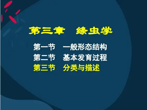 03绦虫3