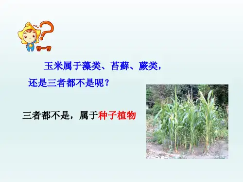 七年级生物上册第一节《绿色植物的主要类群》第二课时课件