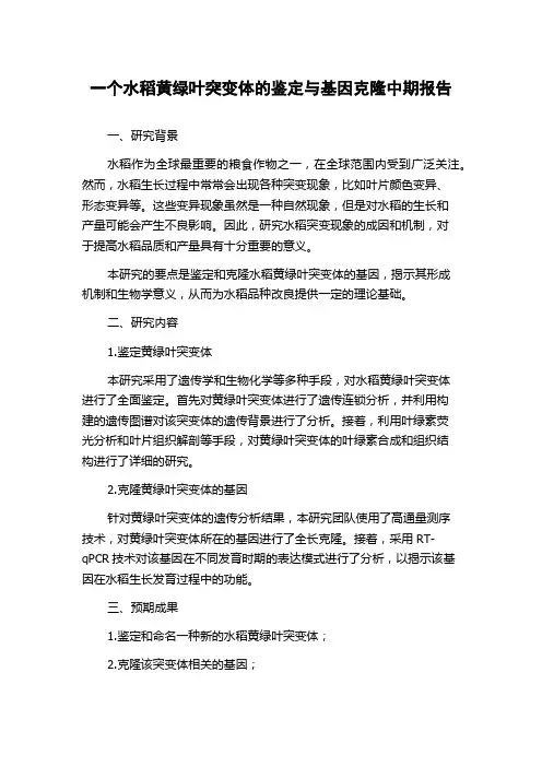 一个水稻黄绿叶突变体的鉴定与基因克隆中期报告