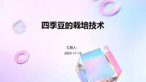 四季豆的栽培技术