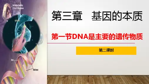 DNA是主要的遗传物质---噬菌体侵染实验及烟草花叶病毒转化实验课件-高一下学期生物必修2