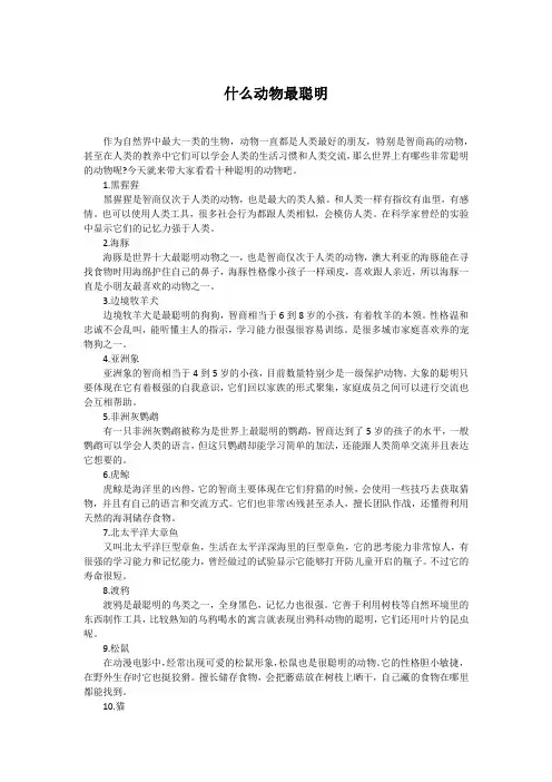 什么动物最聪明