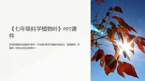 《七年级科学植物叶》课件