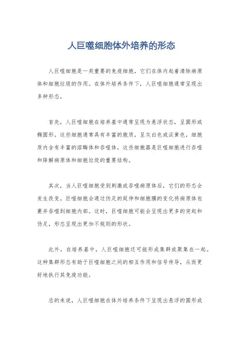 人巨噬细胞体外培养的形态