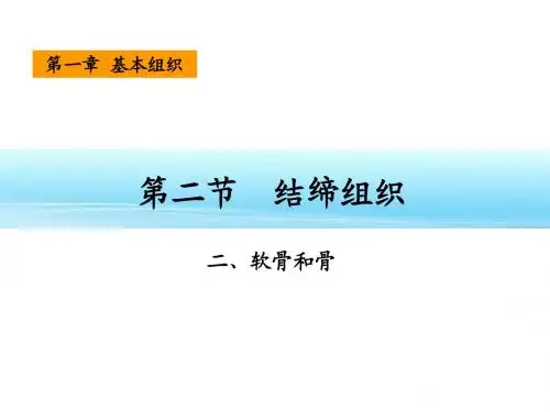 04软骨和骨