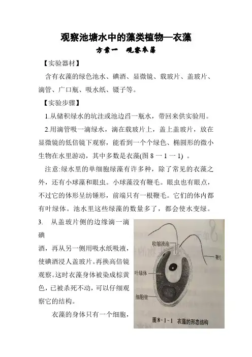 1.观察池塘中藻类植物--衣藻