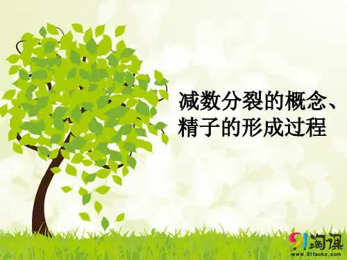 课件11：2.1.1 减数分裂的概念、精子的形成过程