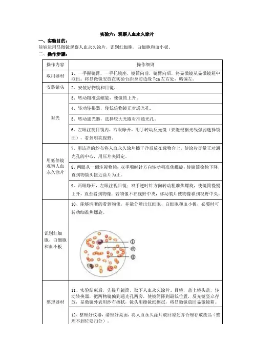 实验6-人血永久涂片