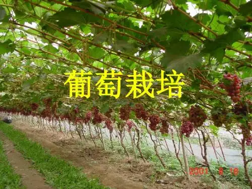 葡萄栽培