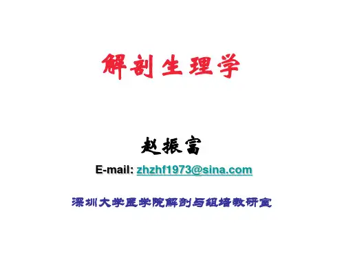 系统解剖学8-男性生殖系统