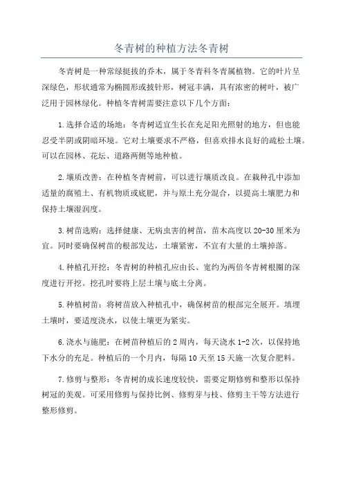 冬青树的种植方法冬青树