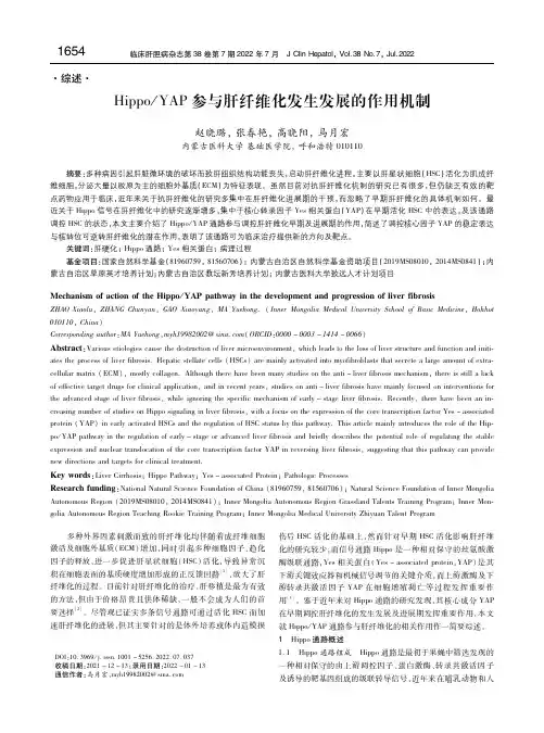 Hippo_YAP参与肝纤维化发生发展的作用机制