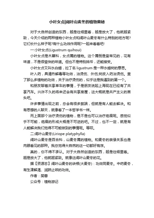 小叶女贞阔叶山麦冬的植物奥秘
