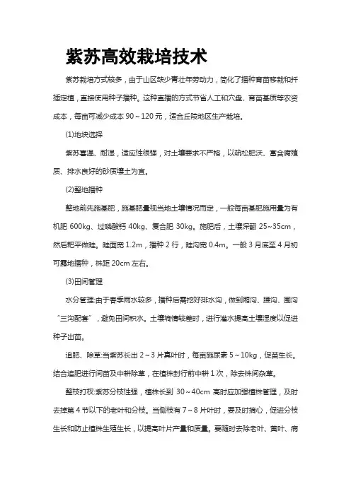 紫苏高效栽培技术
