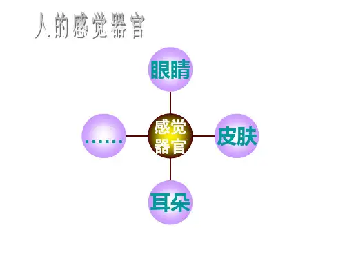 眼的结构.ppt
