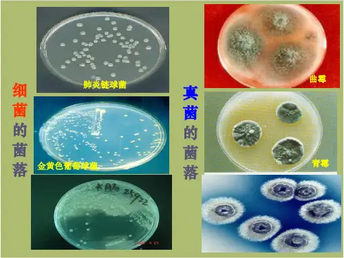 人教版八年级生物上册第五单元第四章第二节细菌课件
