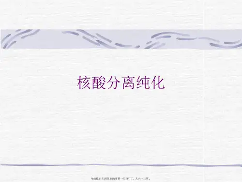 核酸分离纯化