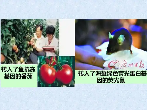 选修三基因工程的基本操作工具ppt