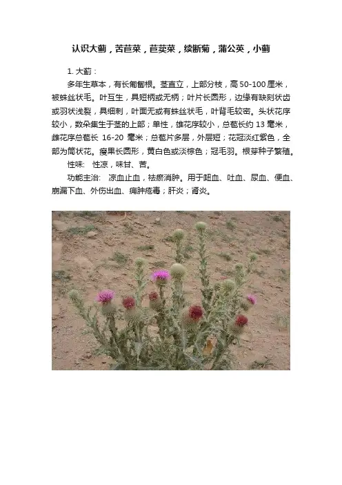 认识大蓟，苦苣菜，苣荬菜，续断菊，蒲公英，小蓟