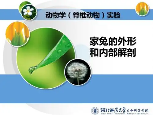 家兔的外形和解剖