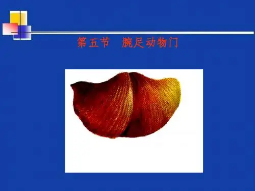 4.5腕足动物门