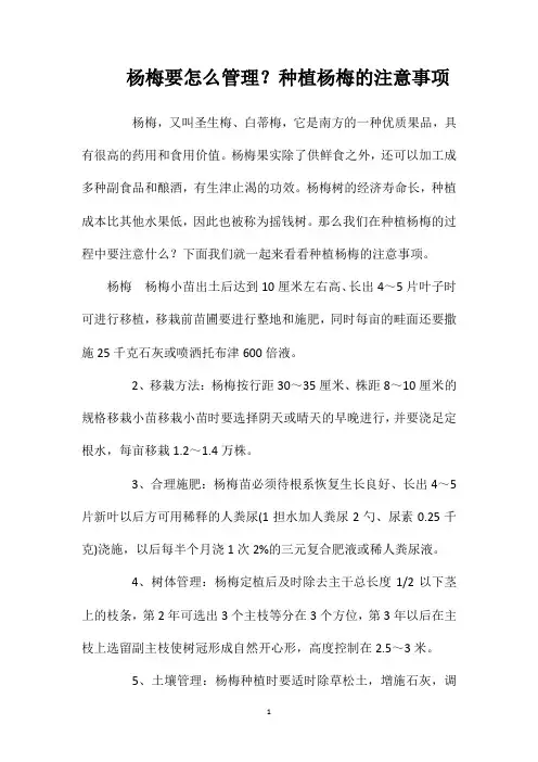 杨梅要怎么管理？种植杨梅的注意事项