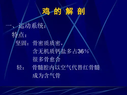 鸡的组织-结构及解剖课件