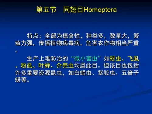 昆虫学课件第五章 昆虫分类-同翅目