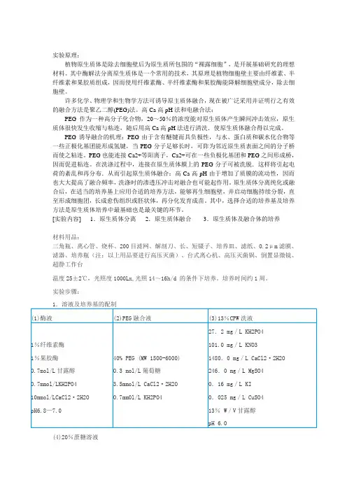 植物原生质体提取培养1