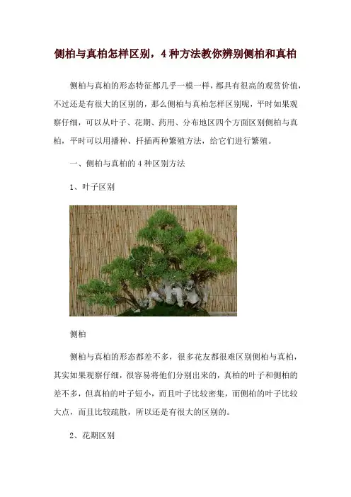 侧柏与真柏怎样区别,4种方法教你辨别侧柏和真柏