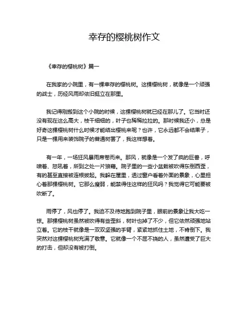 幸存的樱桃树作文