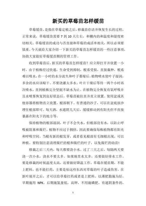 新买的草莓苗怎样缓苗
