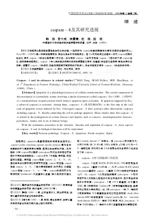 caspase 8及其研究进展