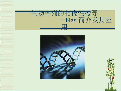 Blast使用技巧解析
