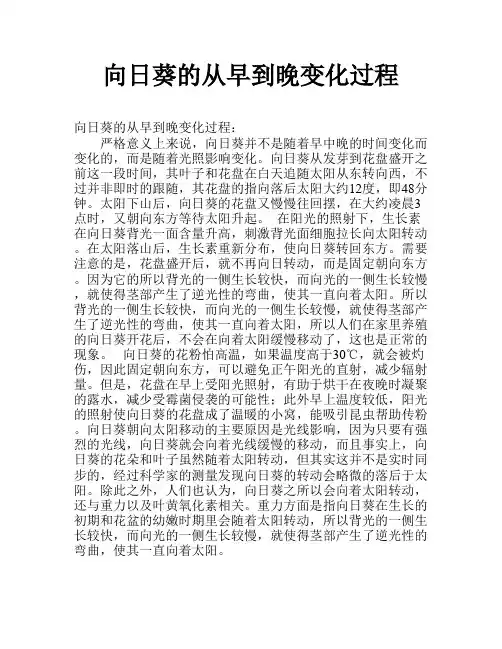 向日葵的从早到晚变化过程