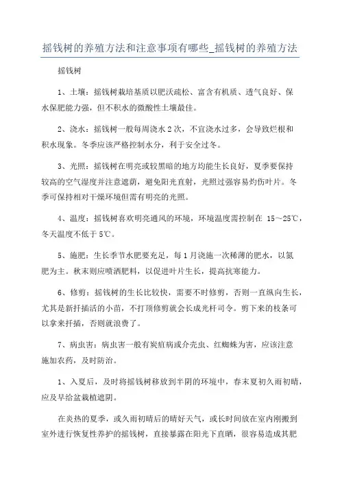 摇钱树的养殖方法和注意事项有哪些_摇钱树的养殖方法