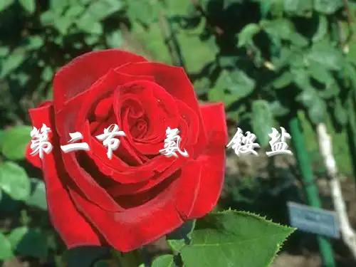 高中一年级化学氨铵盐课件