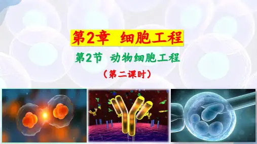 动物细胞工程(第二课时)高二生物课件(人教版2019选择性必修3)