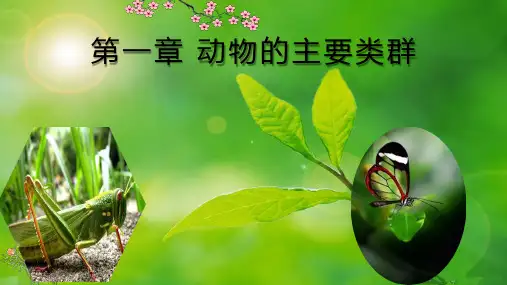 初中八年级上册生物《节肢动物》课件