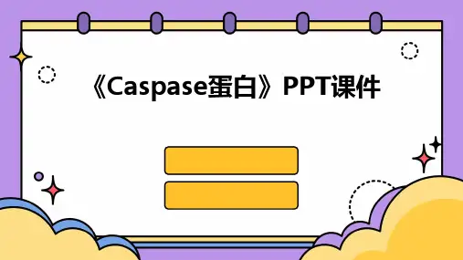 《caspase蛋白》课件