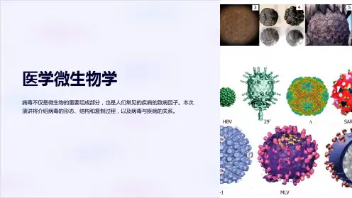 (医学微生物学)4病毒的形态和结构及病毒复制
