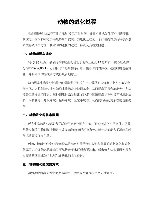 动物的进化过程