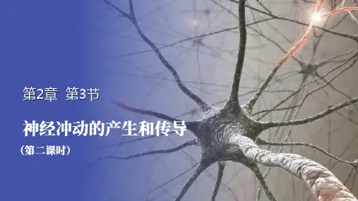 神经冲动的产生和传导(第二课时)