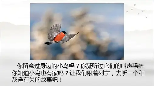 统编版三年级语文上册25.《灰雀》课件(共27张PPT)