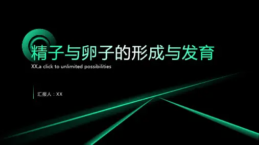 精子与卵子的形成与发育