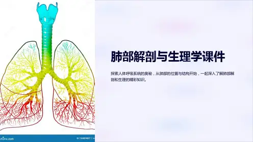 《肺部解剖与生理学课件》