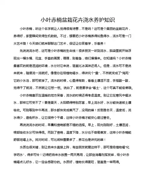 小叶赤楠盆栽花卉浇水养护知识
